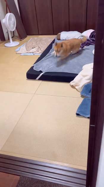 散歩嫌いの柴犬が帰宅後喜び大爆発