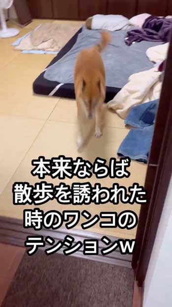 散歩嫌いの柴犬が帰宅後喜び大爆発