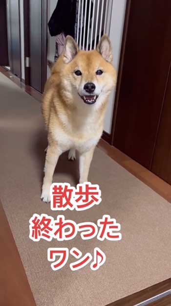 散歩嫌いの柴犬が帰宅後喜び大爆発