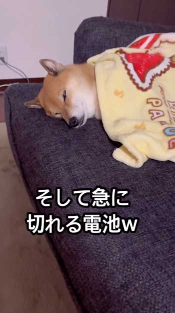 散歩嫌いの柴犬が帰宅後喜び大爆発