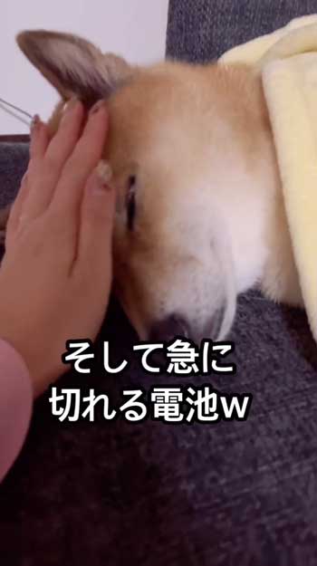 散歩嫌いの柴犬が帰宅後喜び大爆発