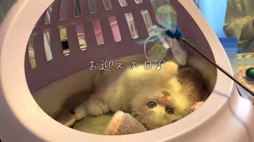 ラグドール 子猫 成長記録 成猫 大きく デカすぎ ビフォーアフター