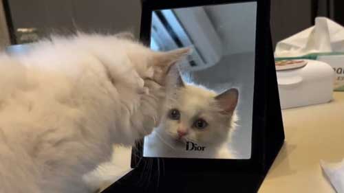 ラグドール 子猫 成長記録 成猫 大きく デカすぎ ビフォーアフター