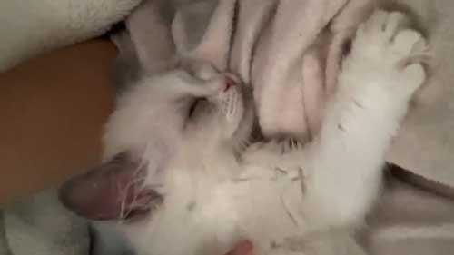 ラグドール 子猫 成長記録 成猫 大きく デカすぎ ビフォーアフター