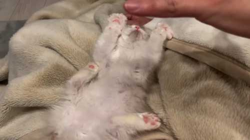 ラグドール 子猫 成長記録 成猫 大きく デカすぎ ビフォーアフター