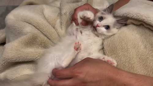 ラグドール 子猫 成長記録 成猫 大きく デカすぎ ビフォーアフター