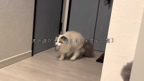 ラグドール 子猫 成長記録 成猫 大きく デカすぎ ビフォーアフター