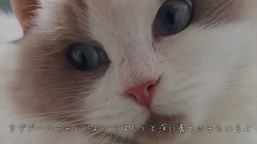 ラグドール 子猫 成長記録 成猫 大きく デカすぎ ビフォーアフター