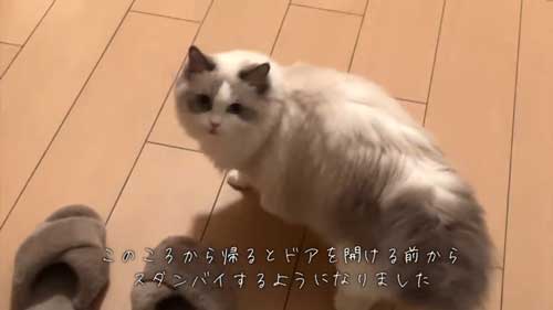 ラグドール 子猫 成長記録 成猫 大きく デカすぎ ビフォーアフター