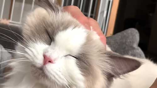 ラグドール 子猫 成長記録 成猫 大きく デカすぎ ビフォーアフター