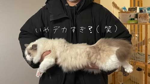 ラグドール 子猫 成長記録 成猫 大きく デカすぎ ビフォーアフター