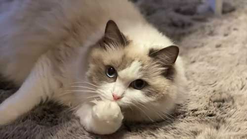 ラグドール 子猫 成長記録 成猫 大きく デカすぎ ビフォーアフター