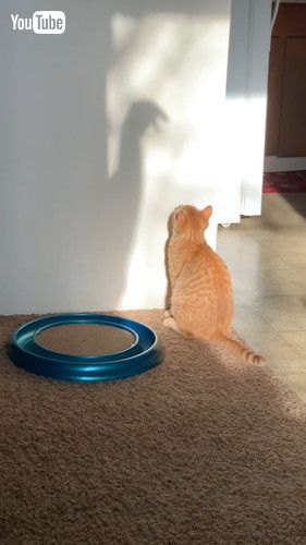 「Cat Does Battle With Mysterious Shadow Monster || ViralHog」