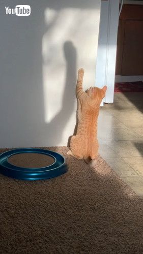 「Cat Does Battle With Mysterious Shadow Monster || ViralHog」