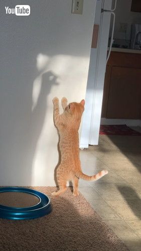 「Cat Does Battle With Mysterious Shadow Monster || ViralHog」