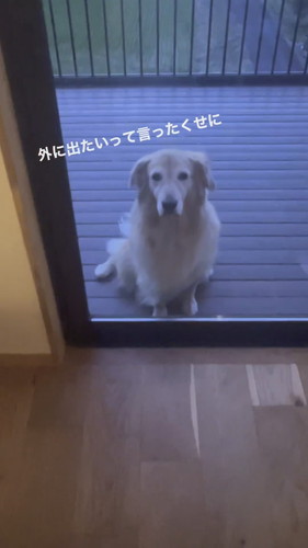 お外に出たいハルちゃん