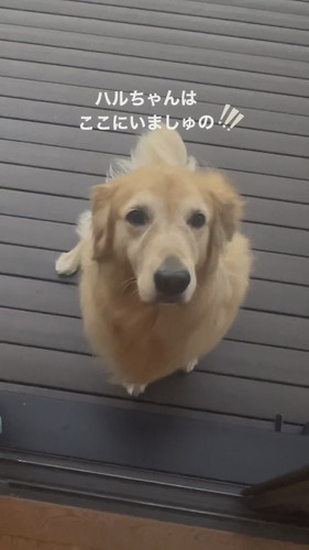 動かないハルちゃん