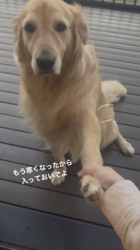 お外に出たいハルちゃん