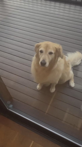 お外に出たいハルちゃん