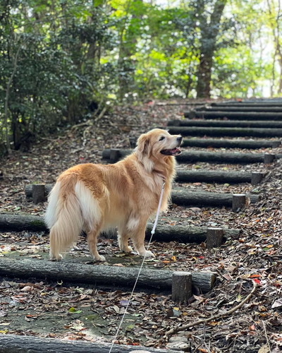 山散歩のハルちゃん