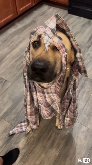 飼い主の前に座る犬