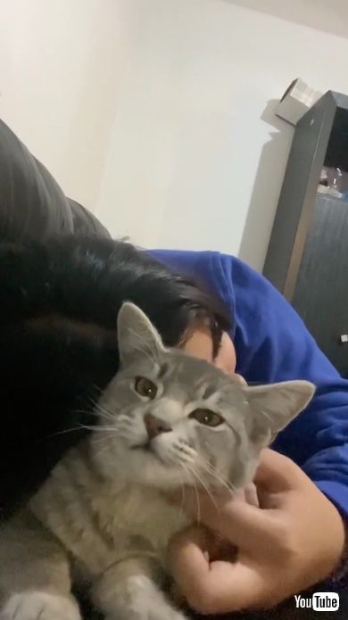 鳴き声がレトロゲームのような猫