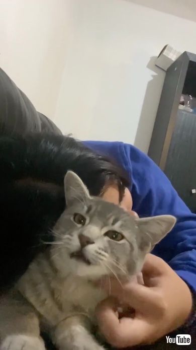 猫が鳴こうとしている瞬間