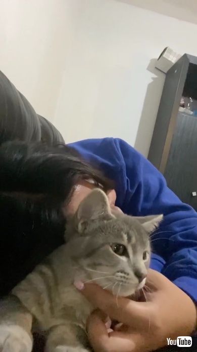 物音がする方を向く猫