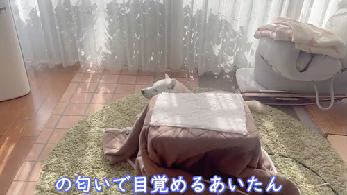 寂しくて鳴いてしまう柴犬