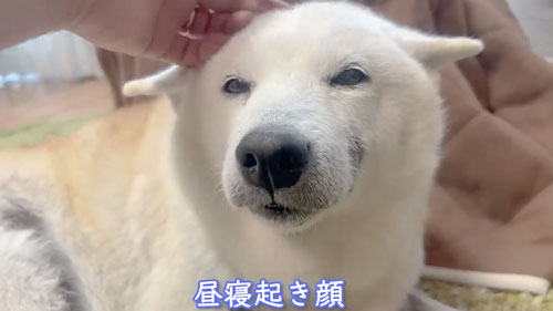 寂しくて鳴いてしまう柴犬