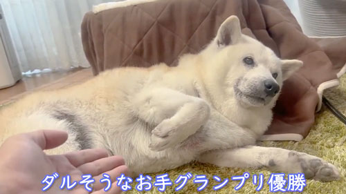 寂しくて鳴いてしまう柴犬