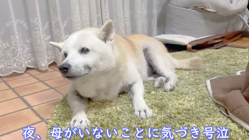 寂しくて鳴いてしまう柴犬