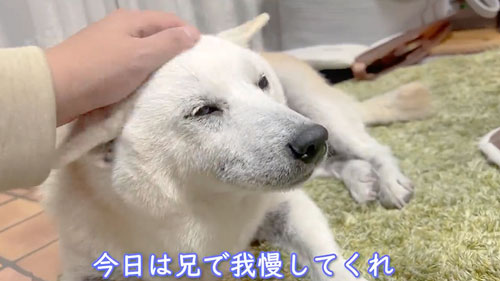 寂しくて鳴いてしまう柴犬