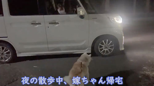 寂しくて鳴いてしまう柴犬