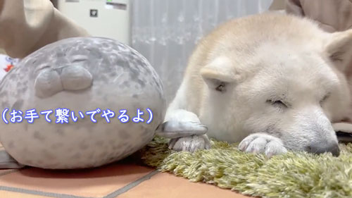 寂しくて鳴いてしまう柴犬
