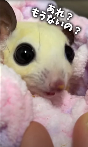 あれもうないの