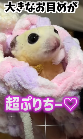 大きなおめめが超ぷりちー