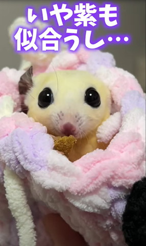 いや紫も似合うし