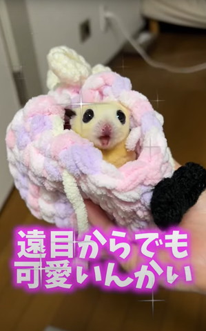 遠目からでもかわいいんかい