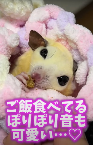 ごはん食べてる