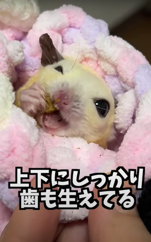 上下にしっかり歯も生えてる