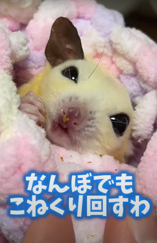 なんぼでもこねくりまわすわ