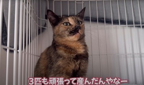 3匹も頑張って産んだんやな