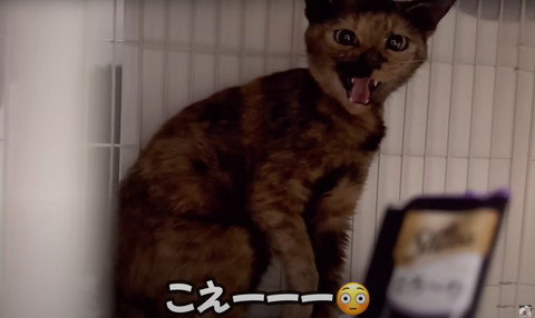 シャーしてる猫