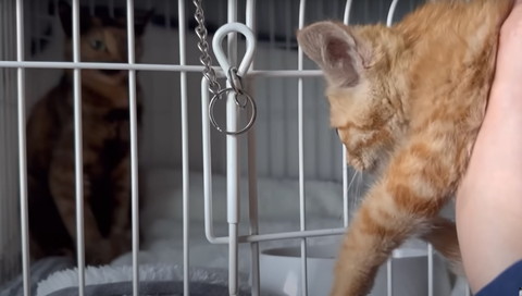 茶トラ子猫抱っこ