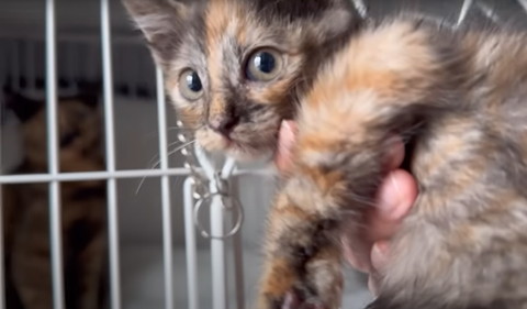 ケージの猫と抱っこされてる猫