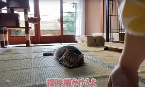 野良猫トラちゃん