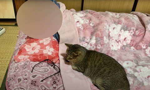 パパと猫上から