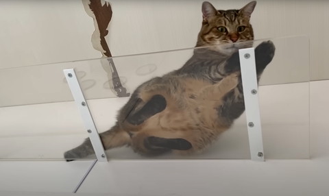 透明ステップに猫