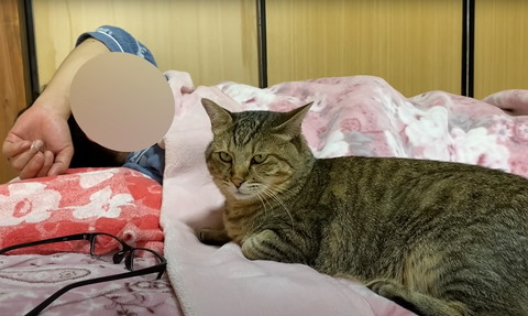 寝てるパパと猫斜め横顔